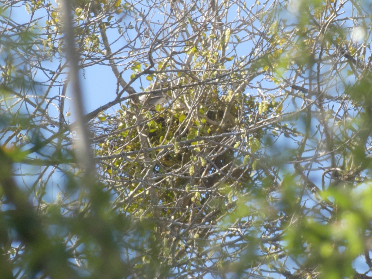 White-tailed Kite - ML148320681