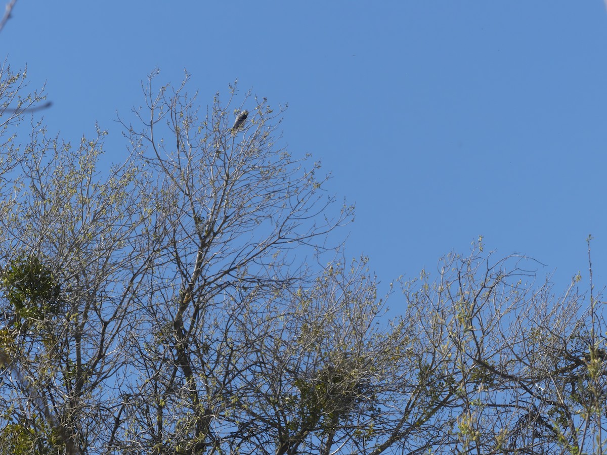 White-tailed Kite - ML148320721