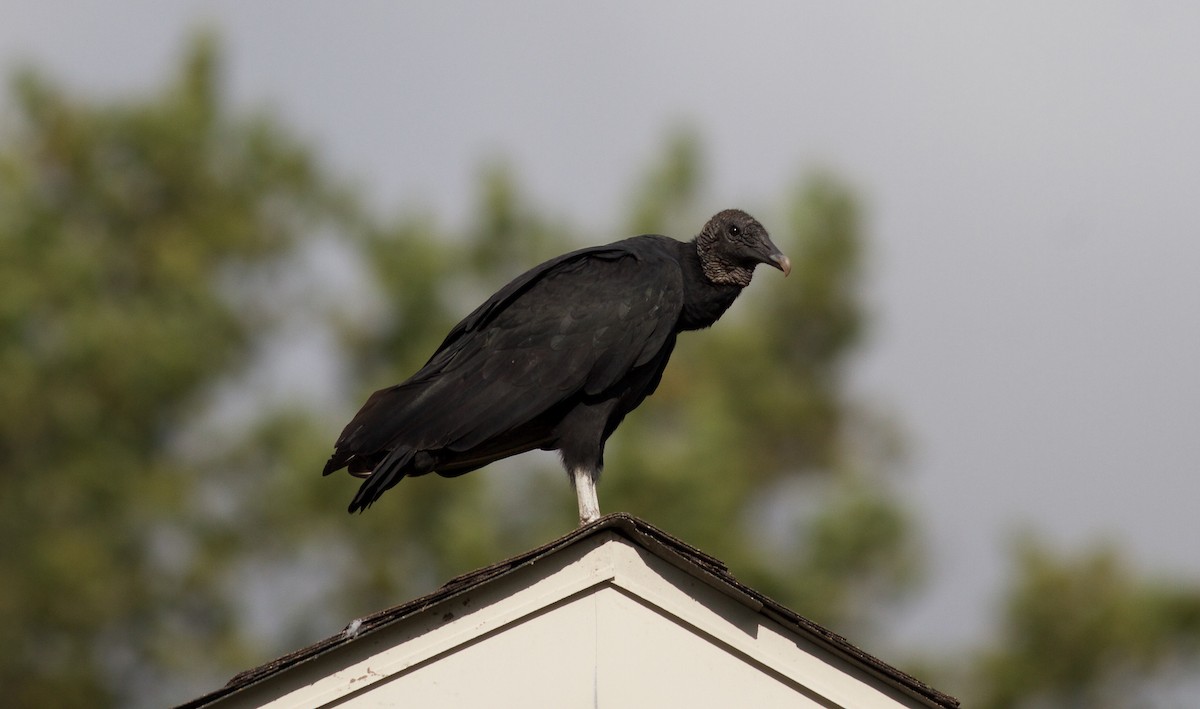 Black Vulture - ML148321181