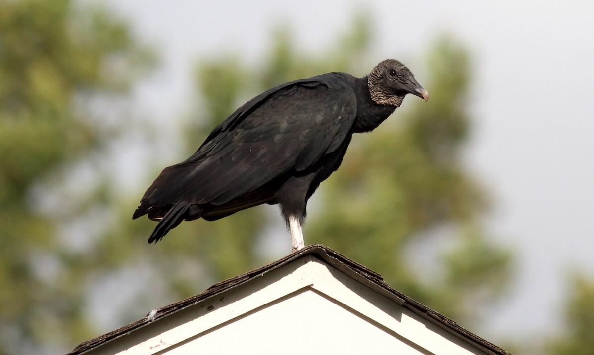 Black Vulture - ML148321221