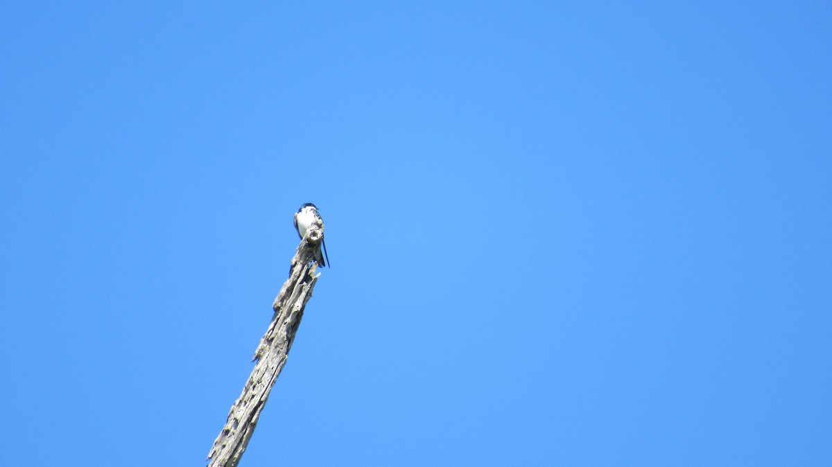 Tree Swallow - ML148323281