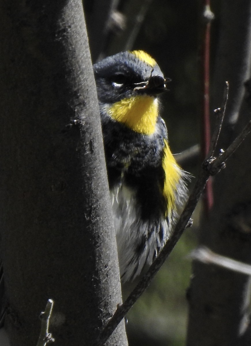 Reinita Coronada (coronata x auduboni) - ML148323381