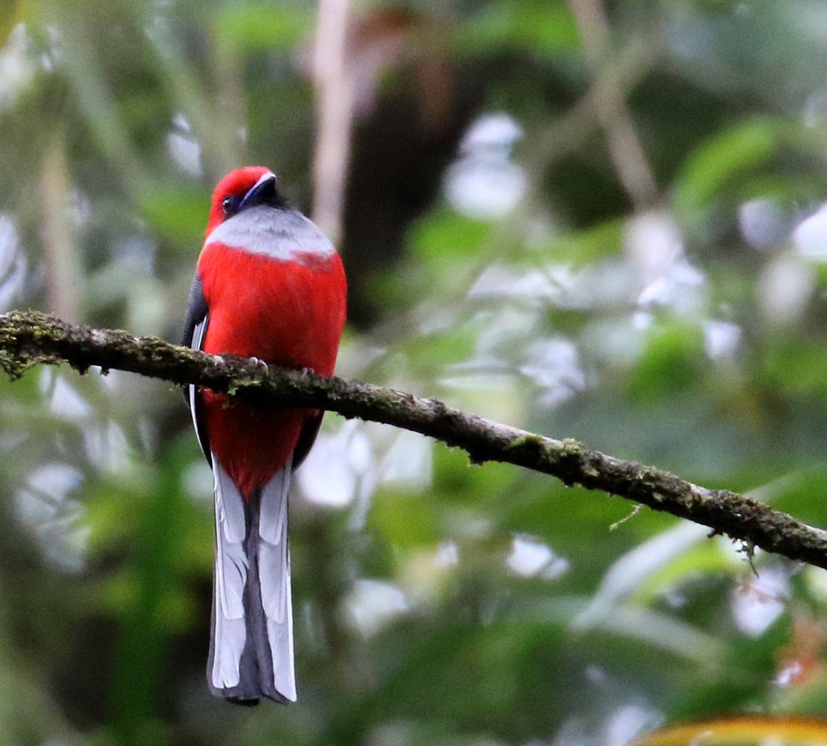 Trogon de Whitehead - ML148323421