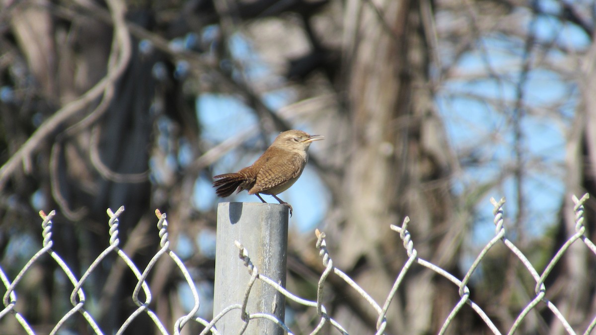 House Wren - ML148323701