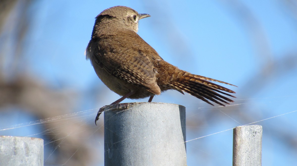 House Wren - ML148323711