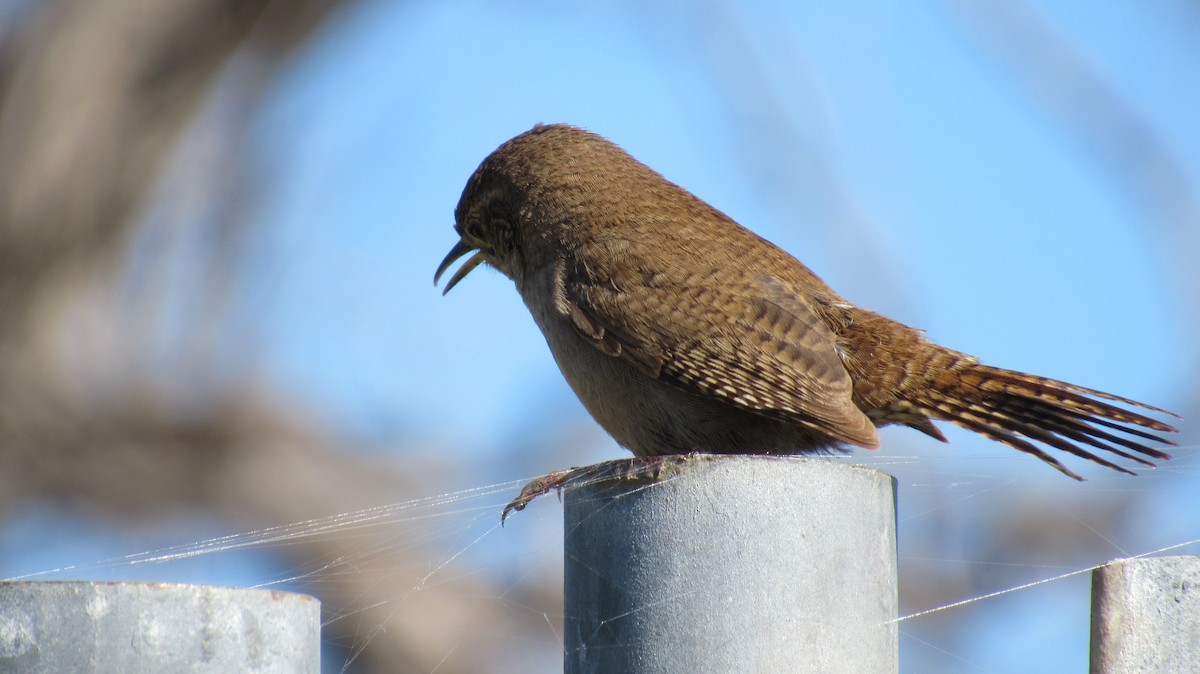 House Wren - ML148323791