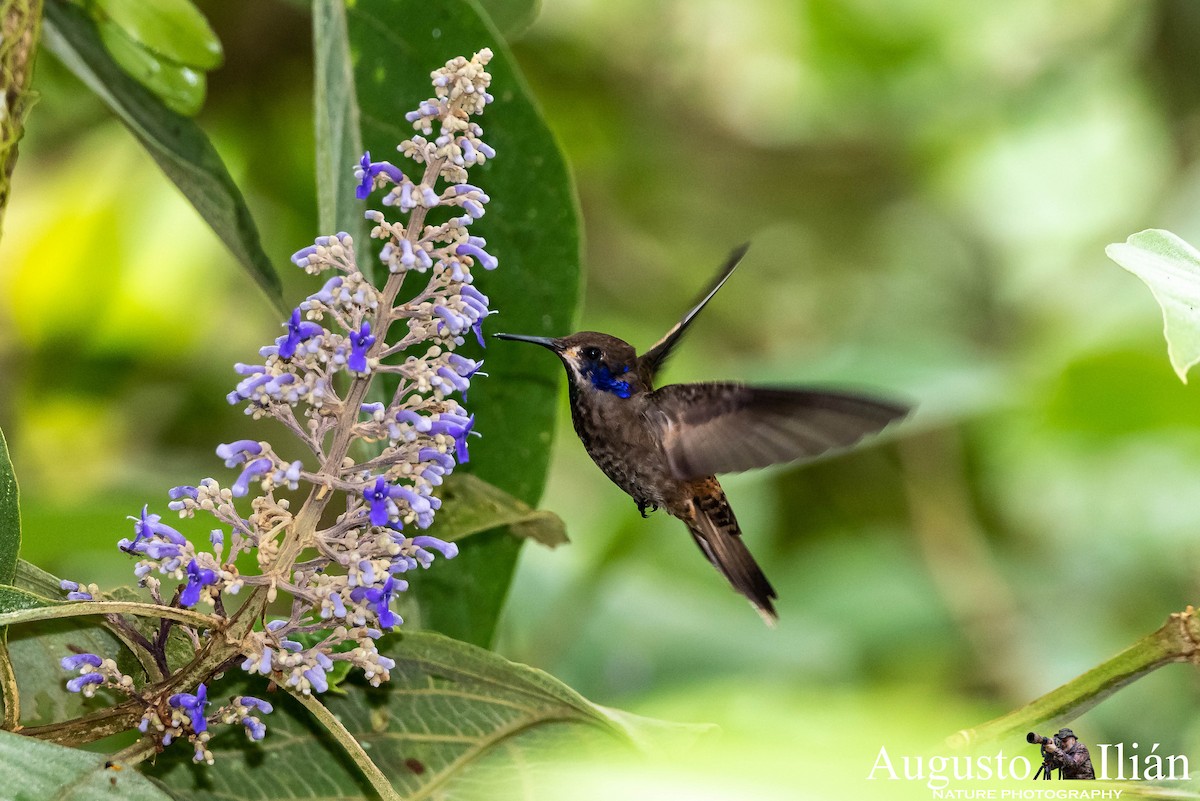 kolibřík fialovouchý - ML148323891