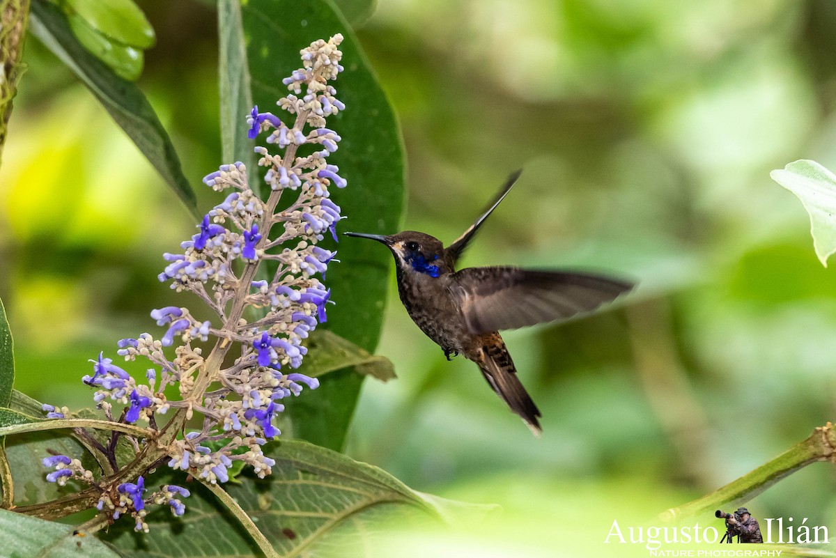 brunkolibri - ML148323891