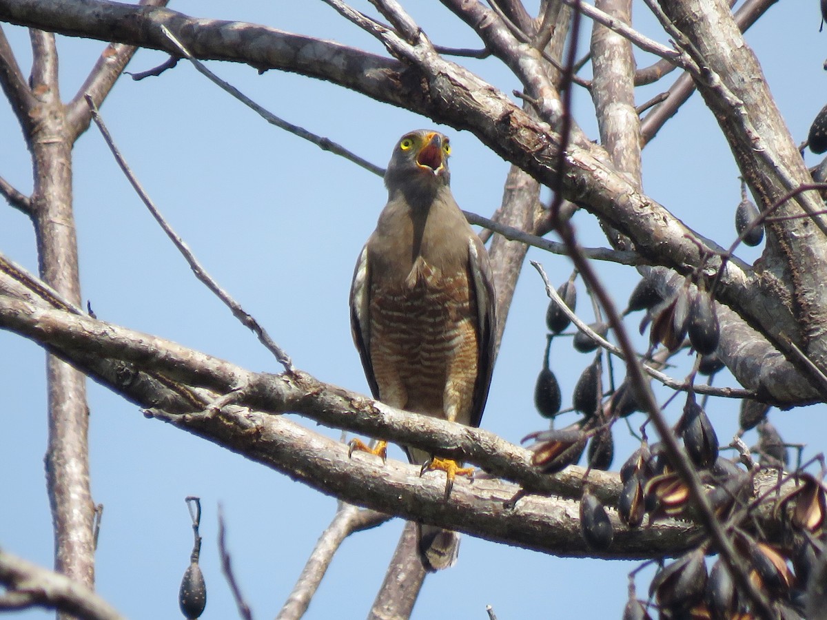 Roadside Hawk - ML148324231