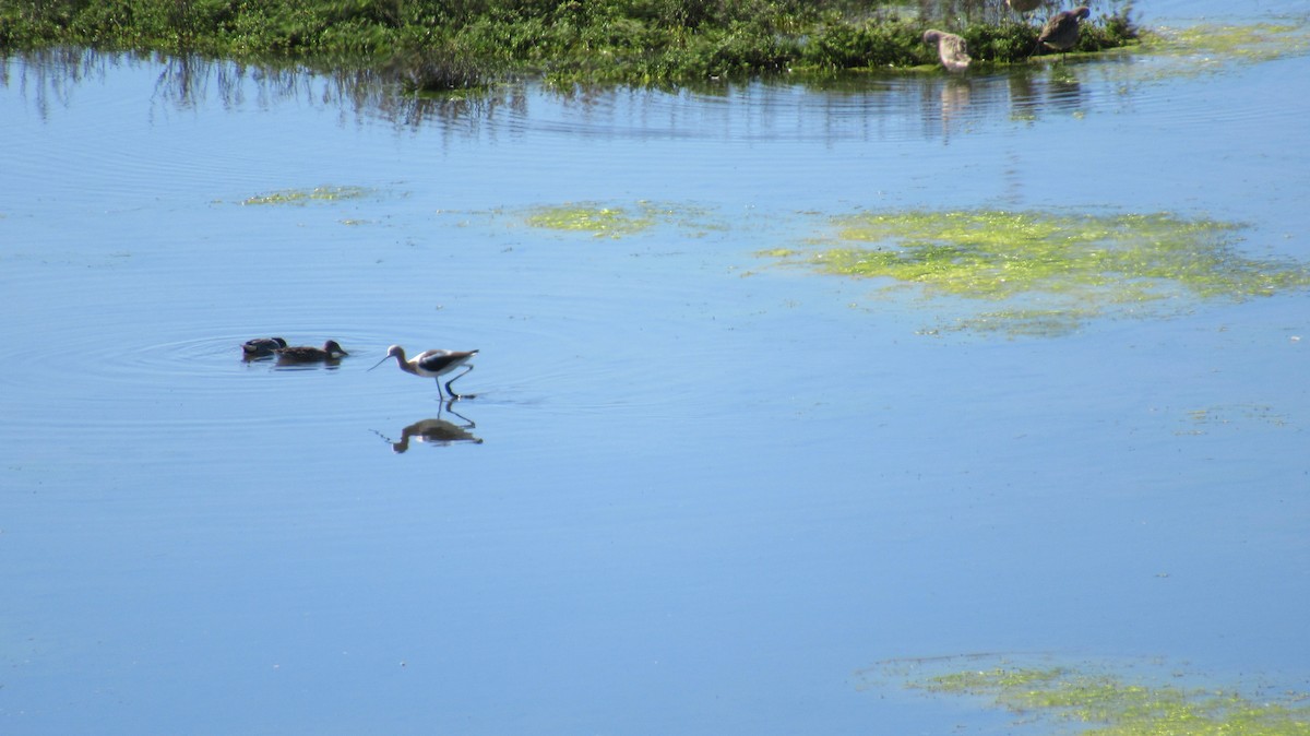 American Avocet - ML148325001