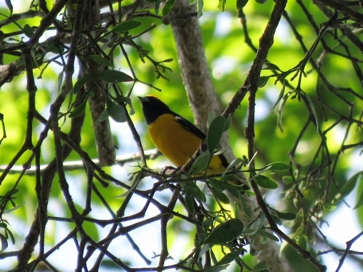 Yellow-crowned Euphonia - ML148325331