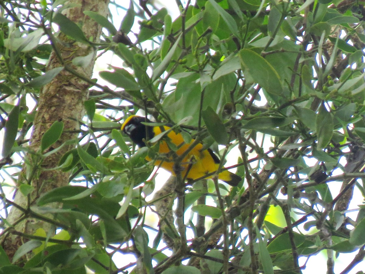 Yellow-crowned Euphonia - ML148325381