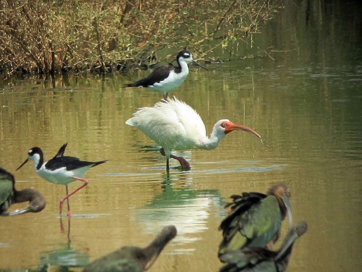 ibis bílý - ML148326081