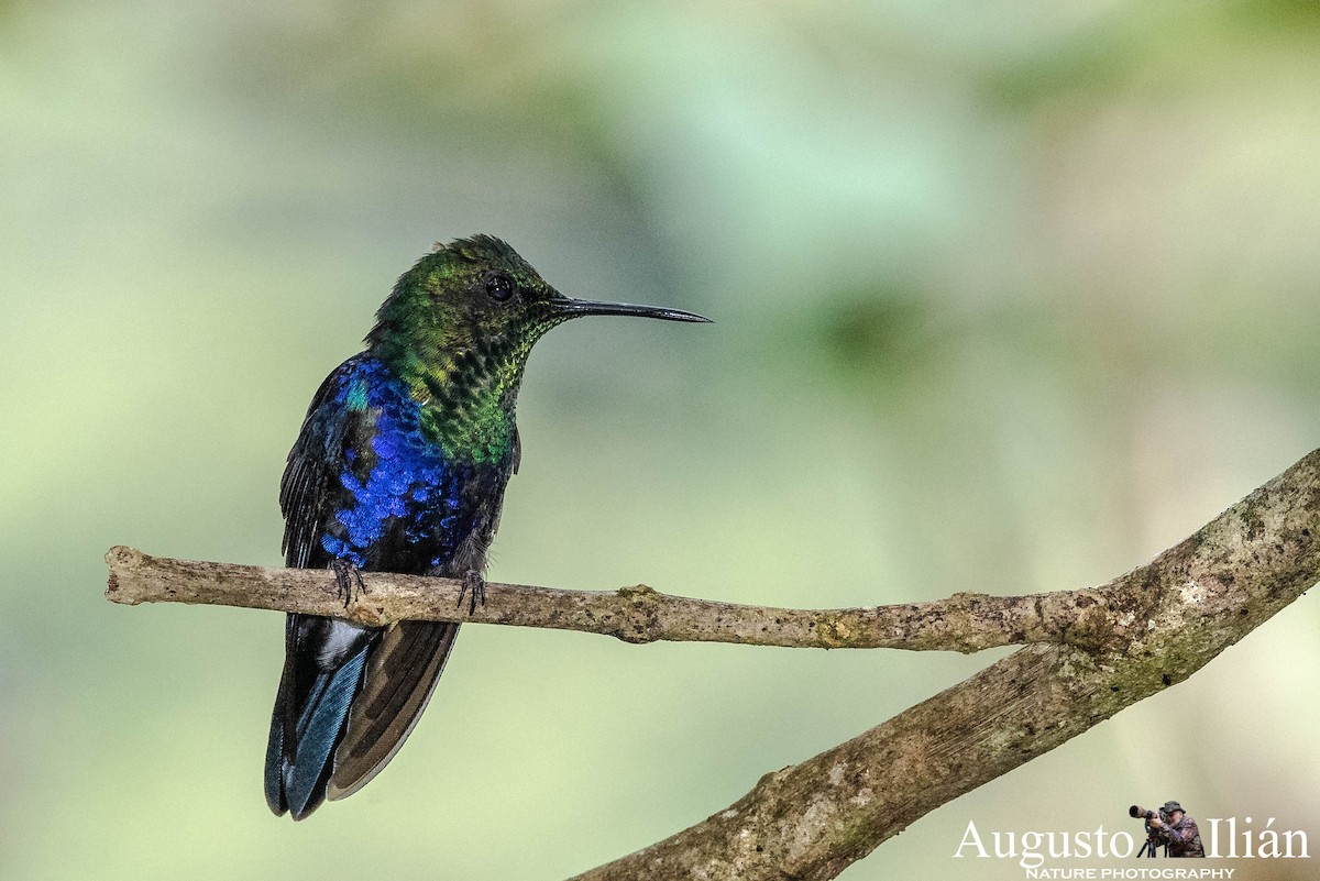 kolibřík vidloocasý [skupina fannyae]/(ssp. hypochlora) - ML148327381