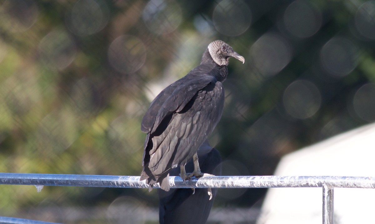 Black Vulture - ML148328391