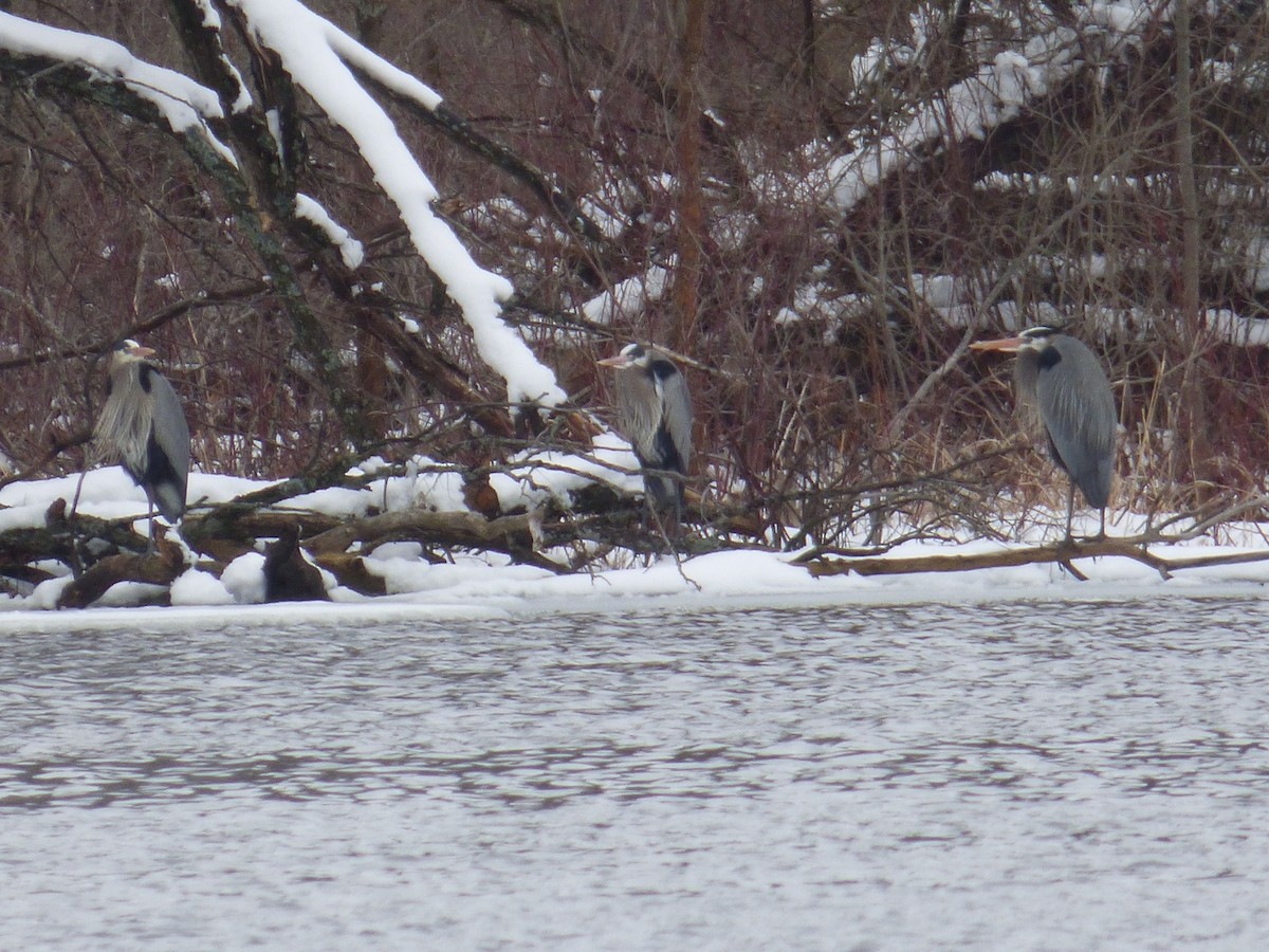 Great Blue Heron - ML148330051