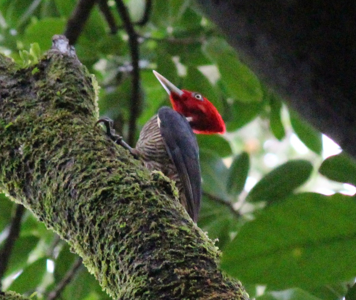 Pale-billed Woodpecker - ML148330571