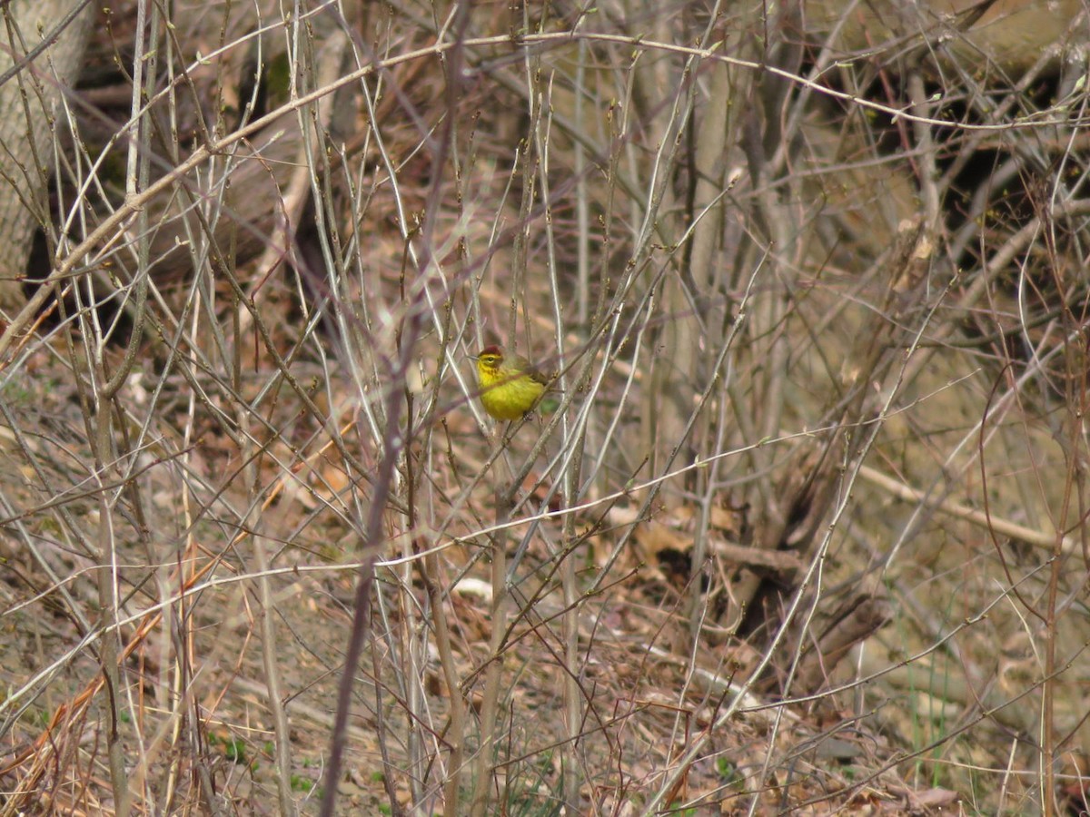 Palm Warbler - ML148330911