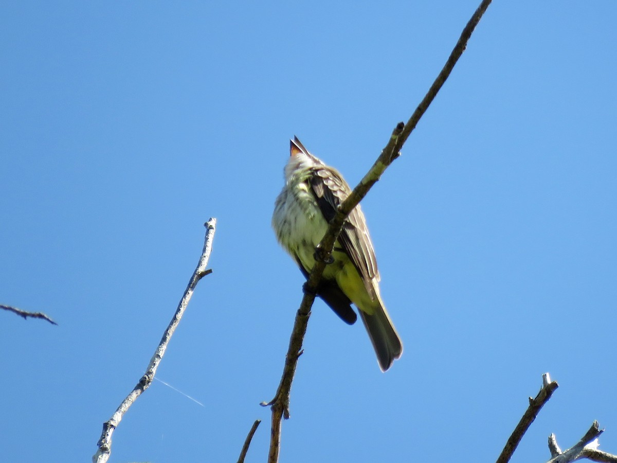 Piratic Flycatcher - ML148331161