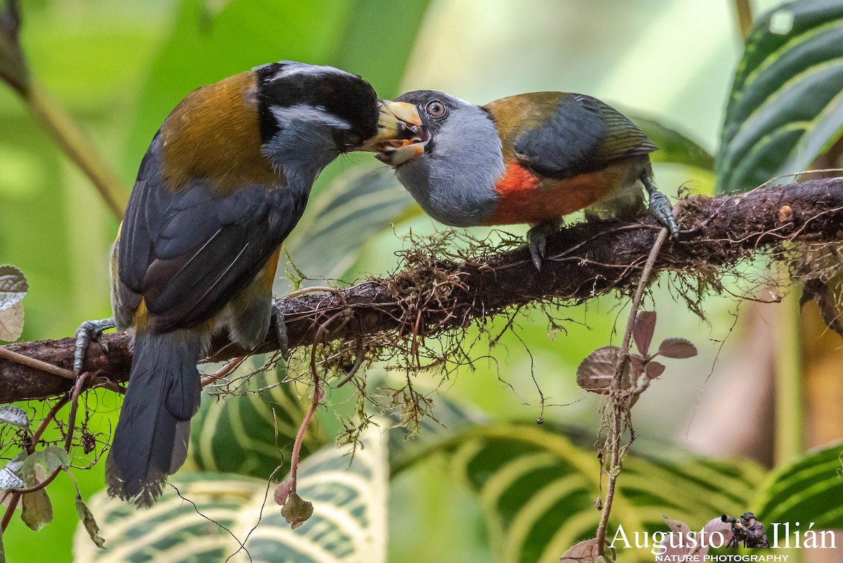 Toucan Barbet - ML148331191