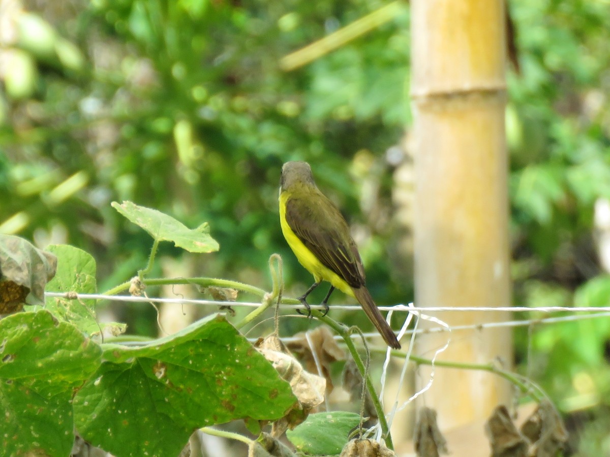 Gray-capped Flycatcher - ML148331331