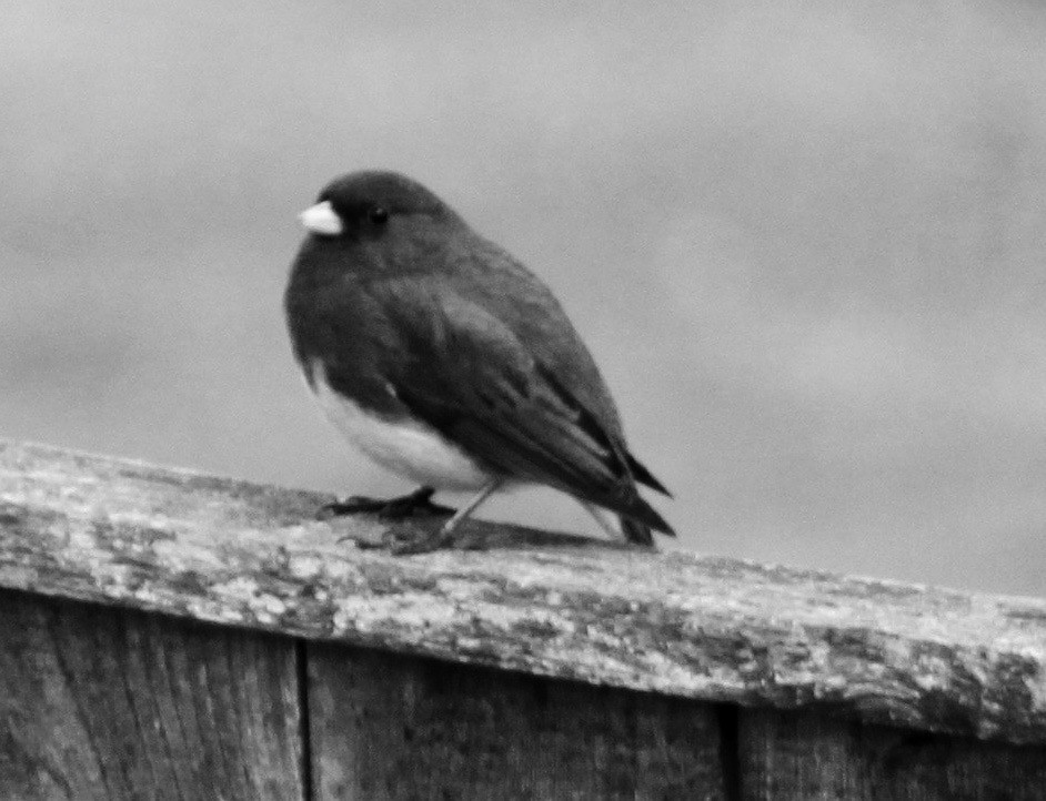 Dark-eyed Junco - ML148332251