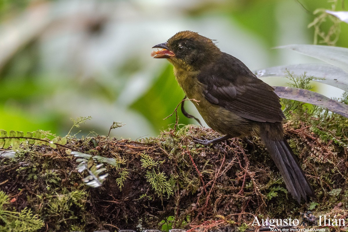 Tricolored Brushfinch (Choco) - ML148333271