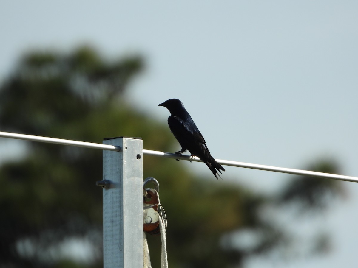 Purple Martin - ML148335431