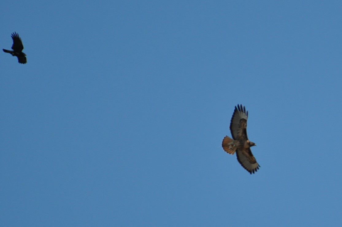 Red-tailed Hawk (calurus/alascensis) - ML148337551