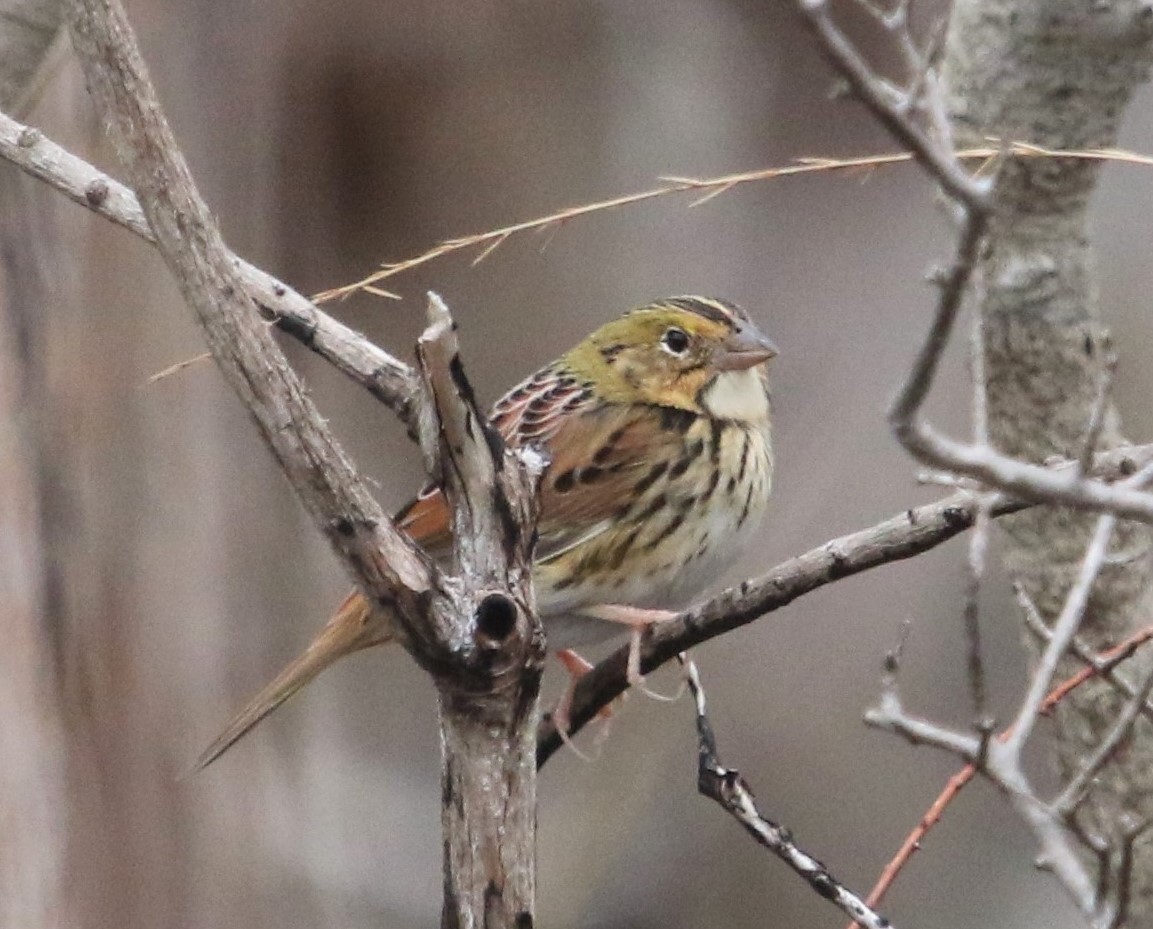 Henslow's Sparrow - ML148340351