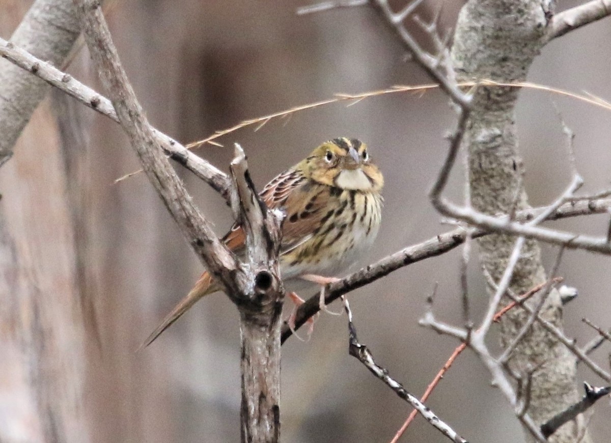 Henslow's Sparrow - ML148340381