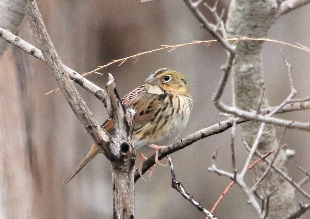 Henslow's Sparrow - ML148340391