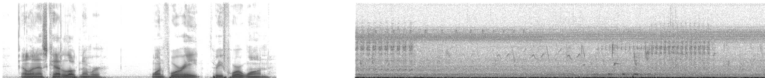 Râle noir (jamaicensis/coturniculus) - ML148341