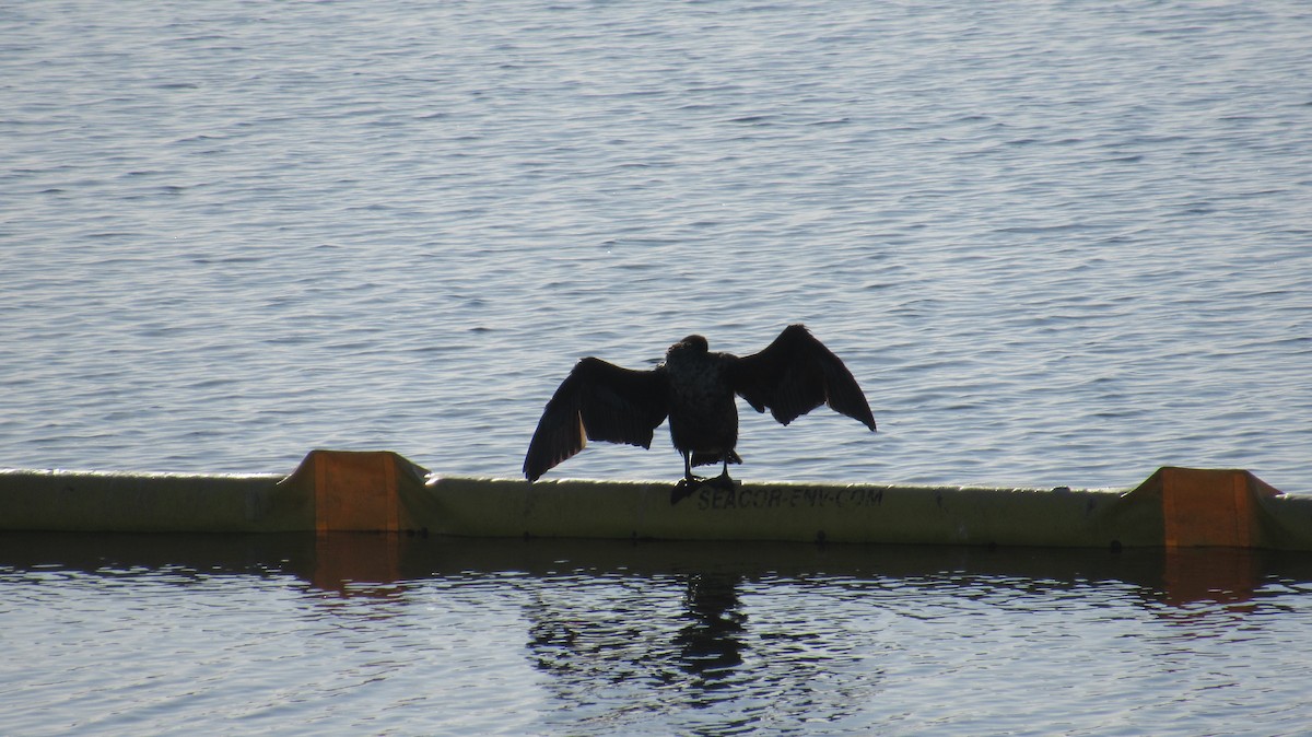 Double-crested Cormorant - ML148341671