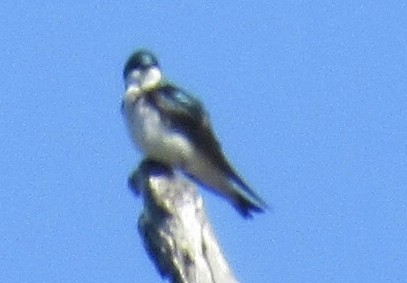 Tree Swallow - ML148341851