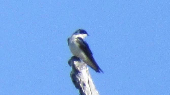 Tree Swallow - ML148341861