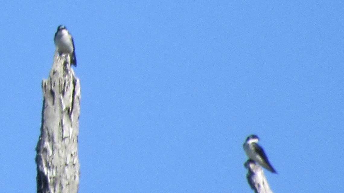 Tree Swallow - ML148341911