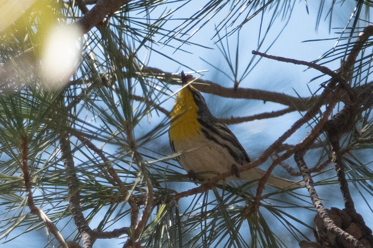 Grace's Warbler - ML148342171
