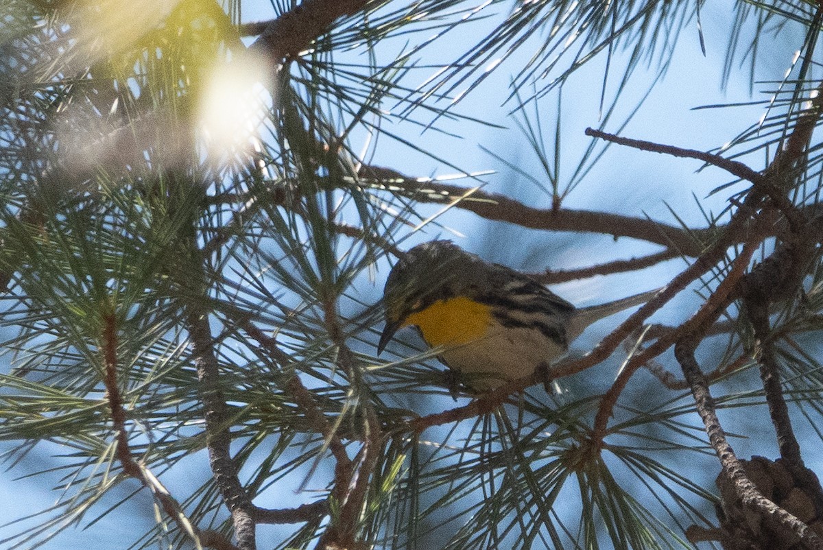 Grace's Warbler - ML148342191