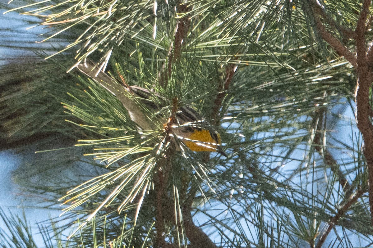 Grace's Warbler - ML148342201
