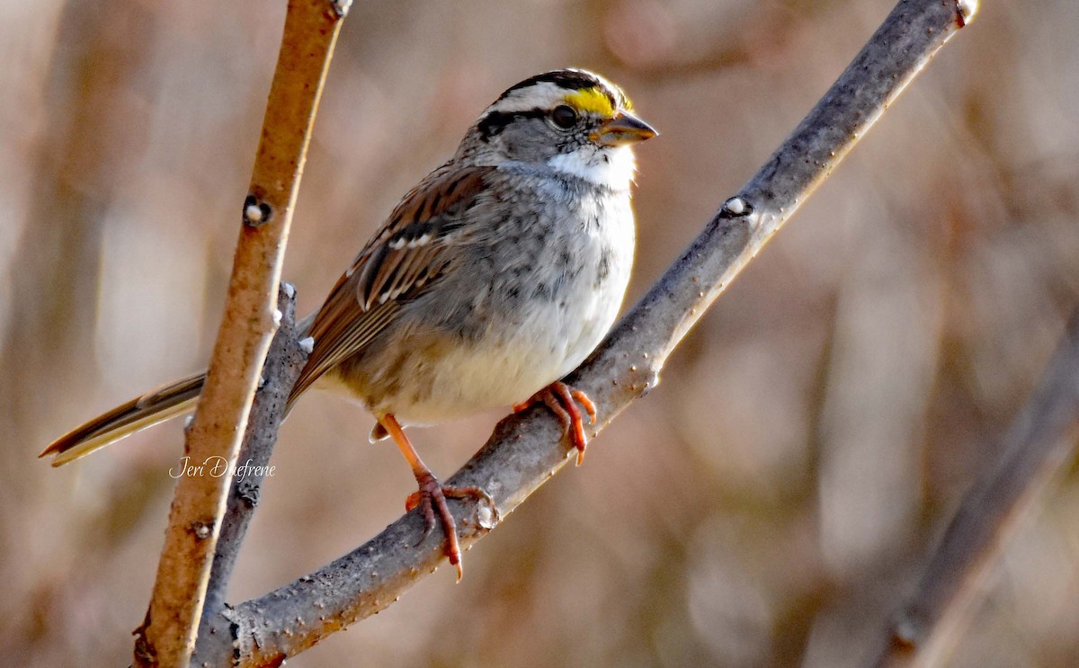 White-throated Sparrow - ML148342481