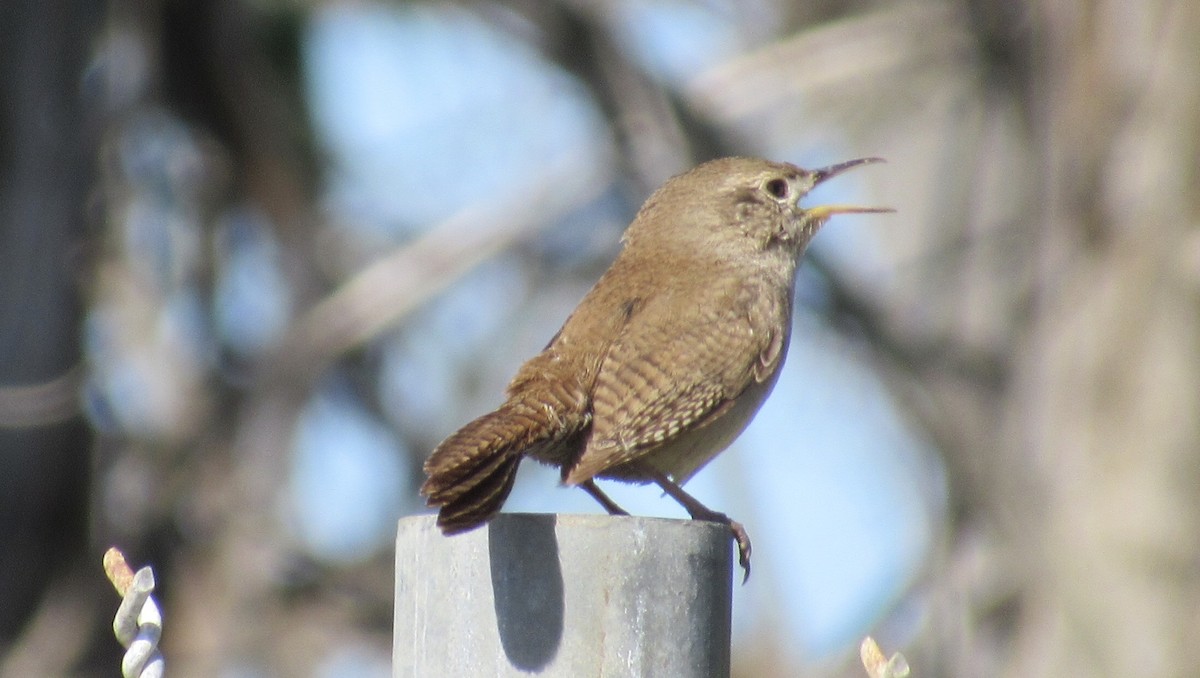 House Wren - ML148342791