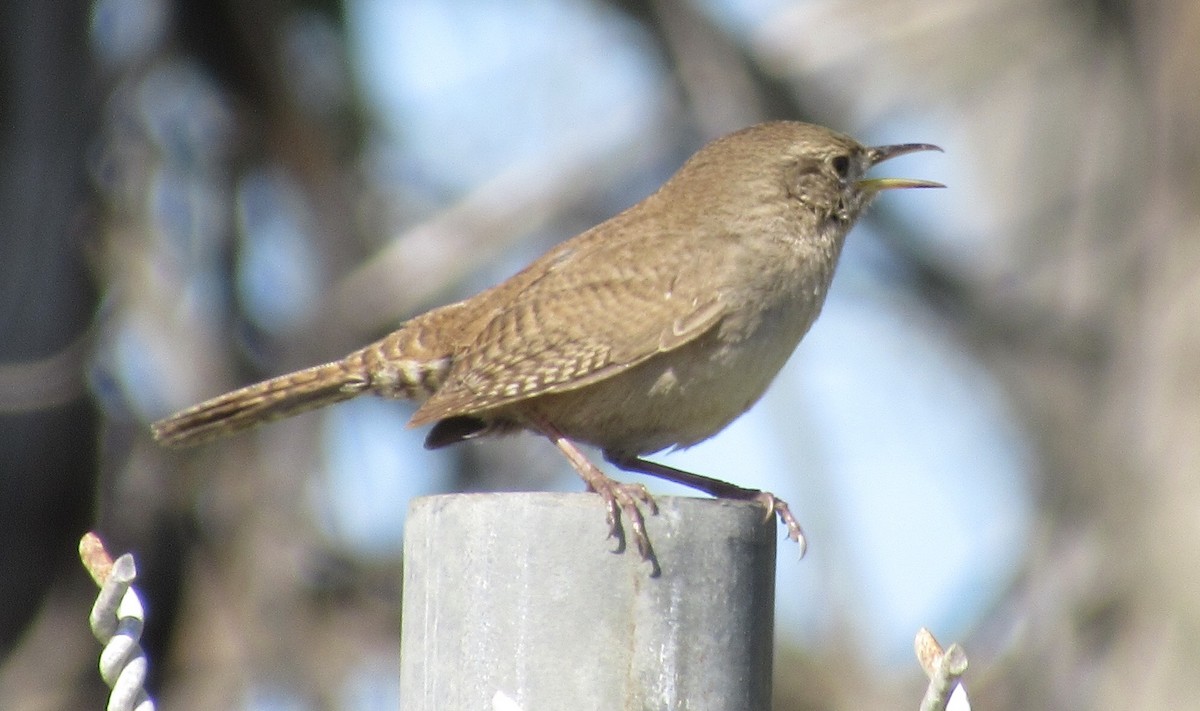 House Wren - ML148342801