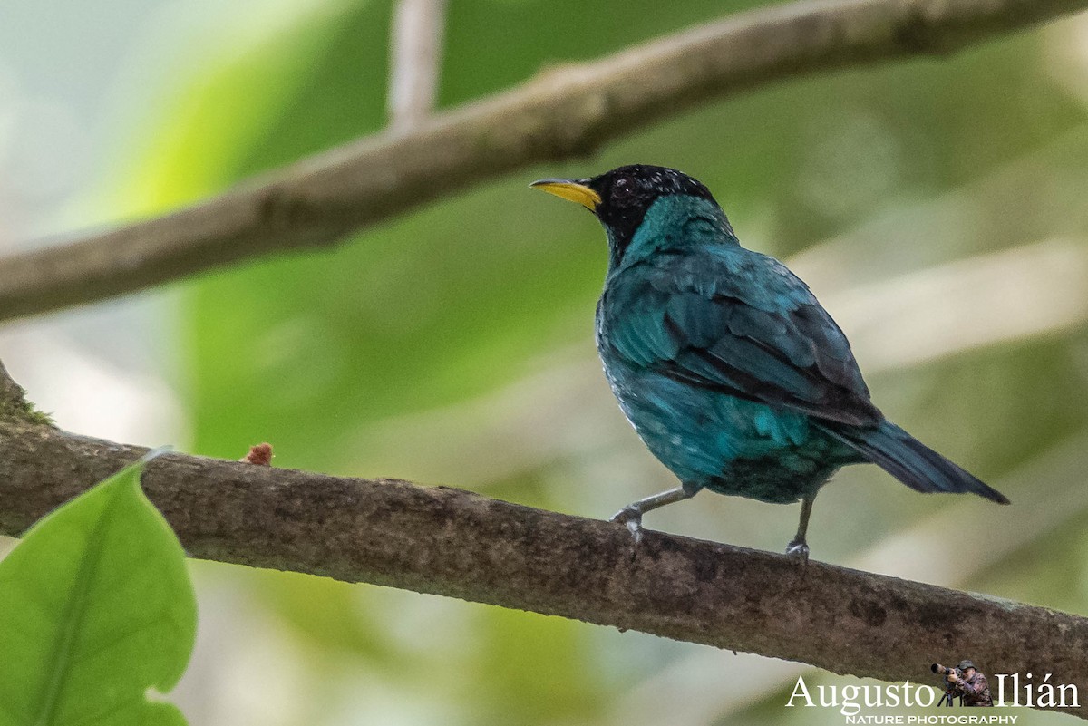 Green Honeycreeper - ML148343201