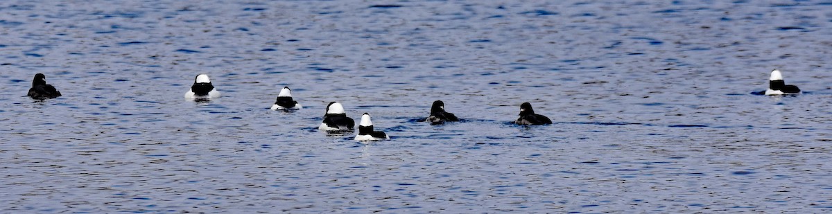 Bufflehead - ML148343671