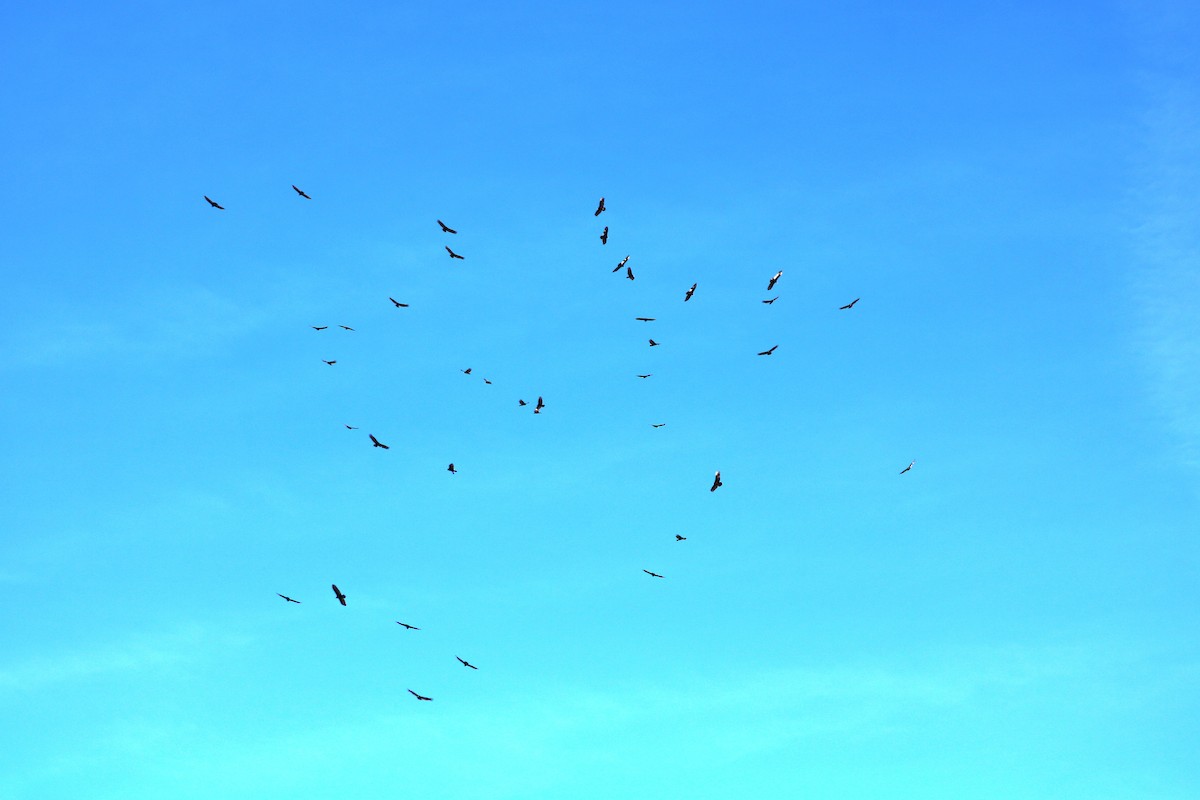 Turkey Vulture - ML148344101