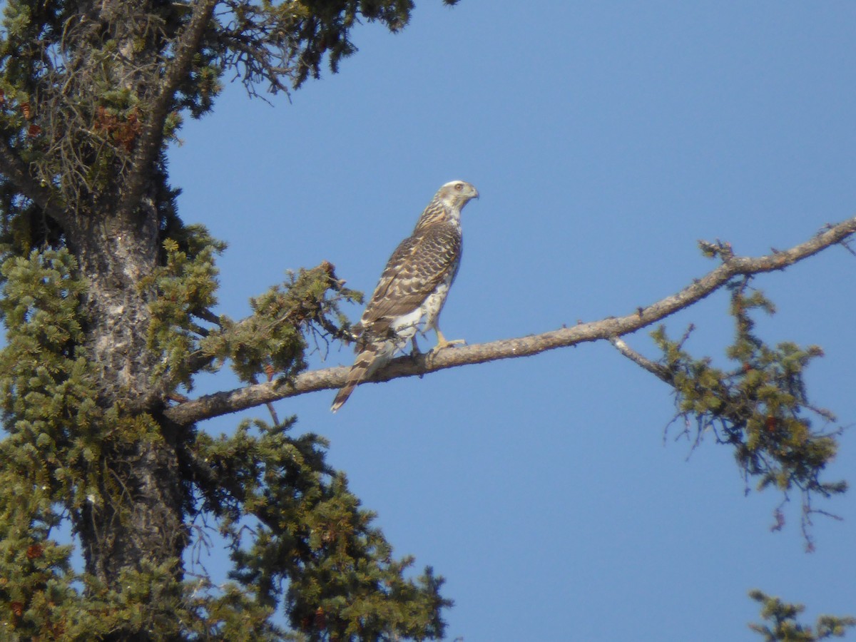 American Goshawk - Michelle Sopoliga