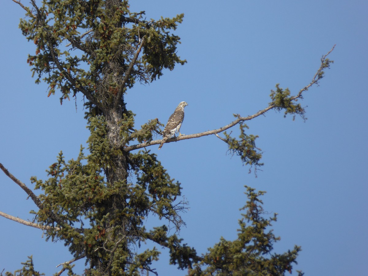 American Goshawk - Michelle Sopoliga