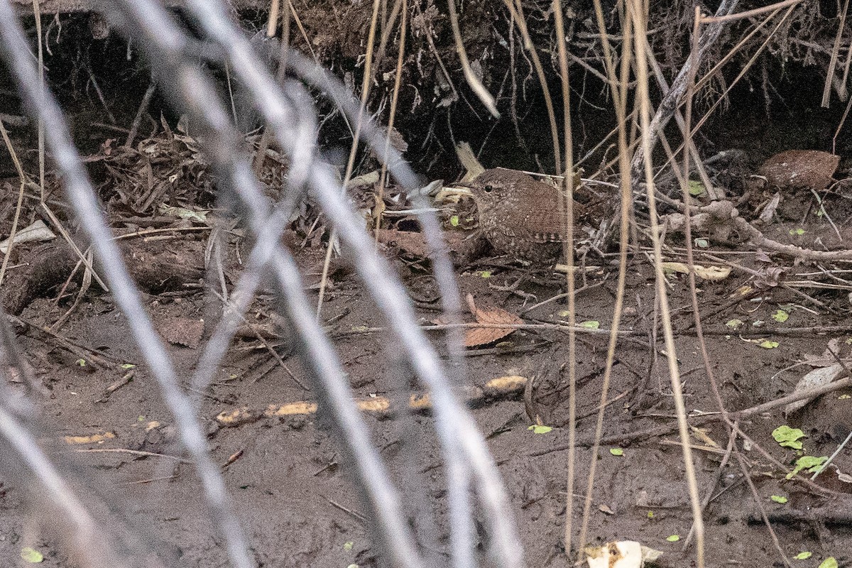 Winter Wren - ML148345531