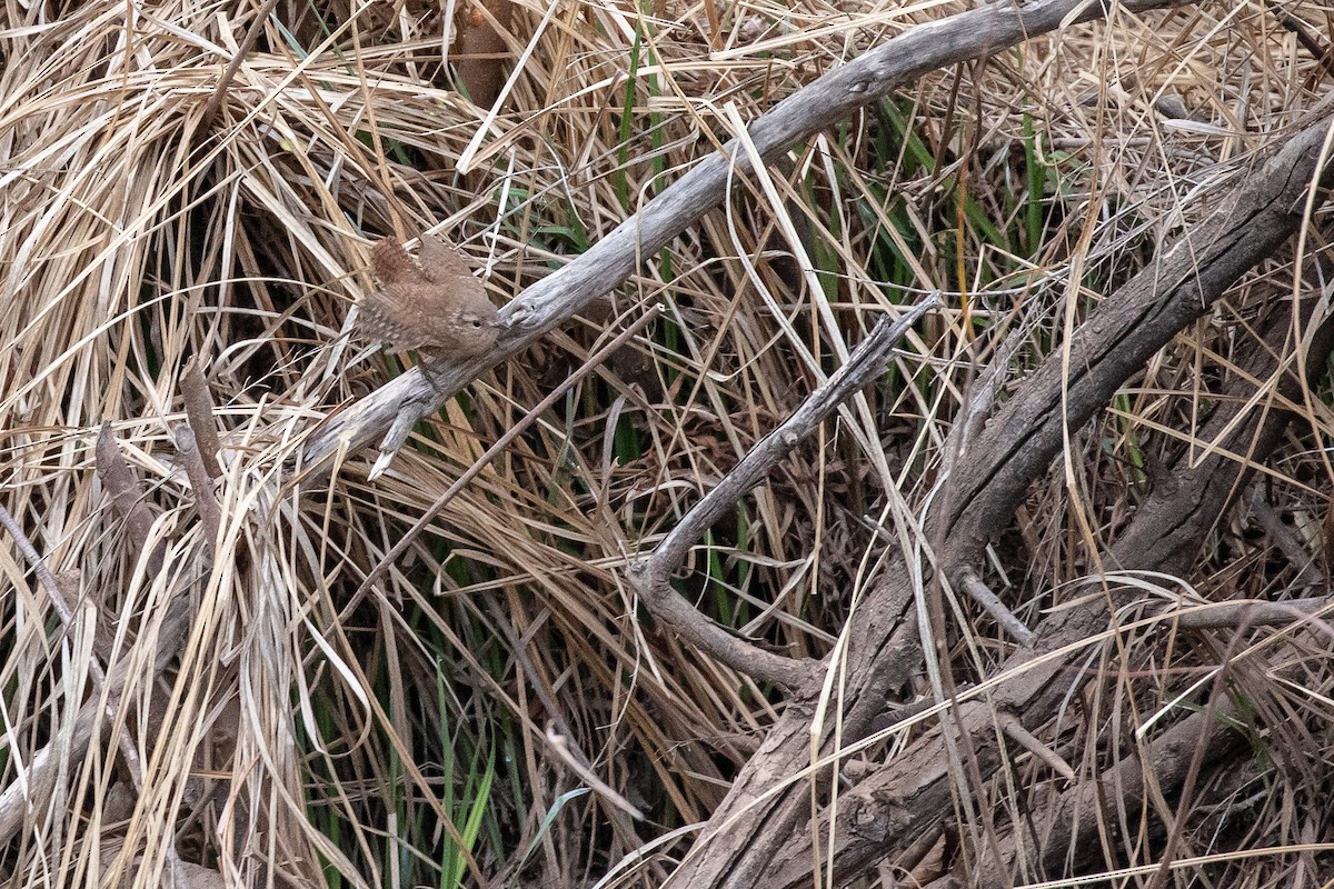 Winter Wren - ML148345631